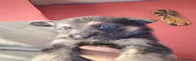 German Shepherd 3