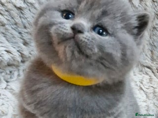 British Shorthair cats British shorthair - Advert 4