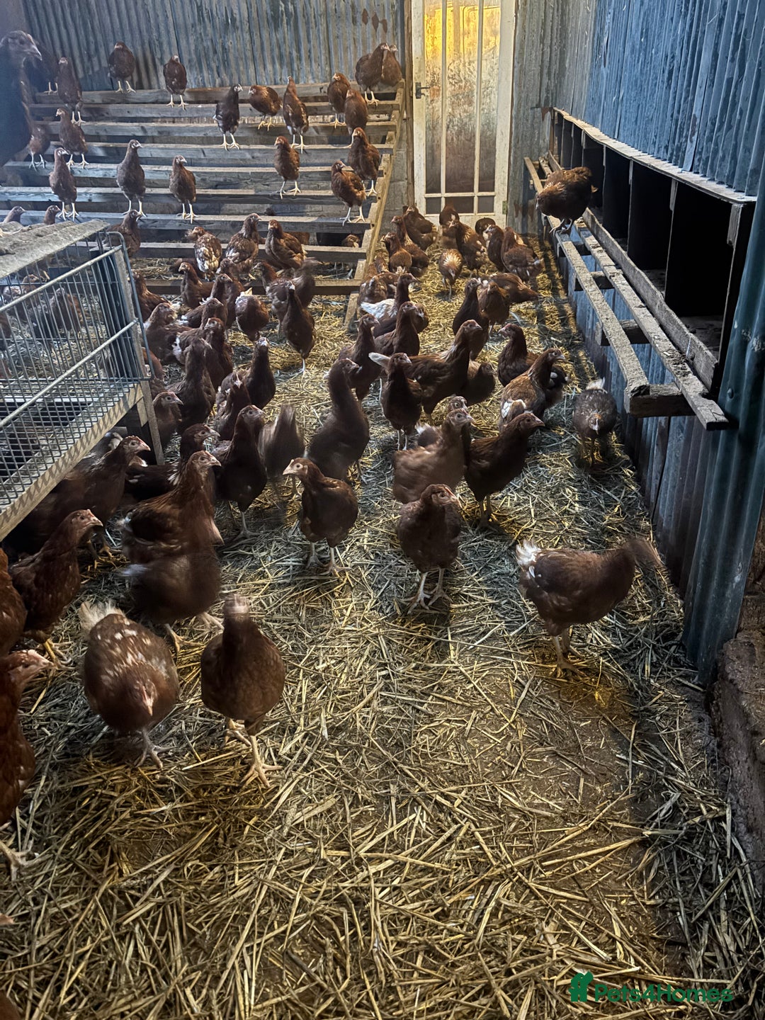 Chickens poultry for sale: 13 week old pullet chicken  - Advert 5