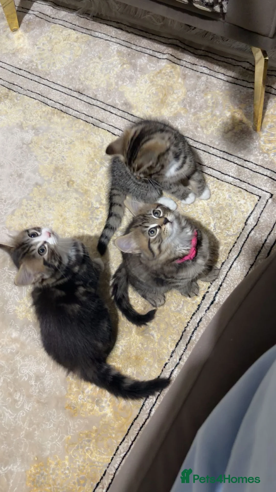 British Shorthair cats for sale: Kitten  - Advert 19