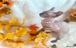 Sphynx cats for sale: 7 adorable Sphynx  looking for their forever home - Image 14
