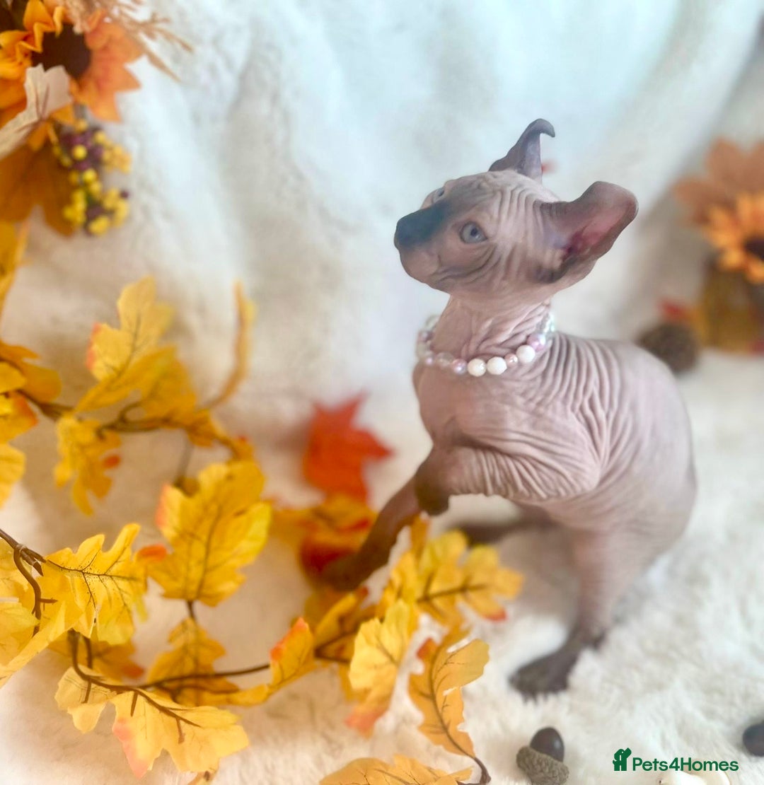Sphynx cats for sale: 7 adorable Sphynx  looking for their forever home - Image 14