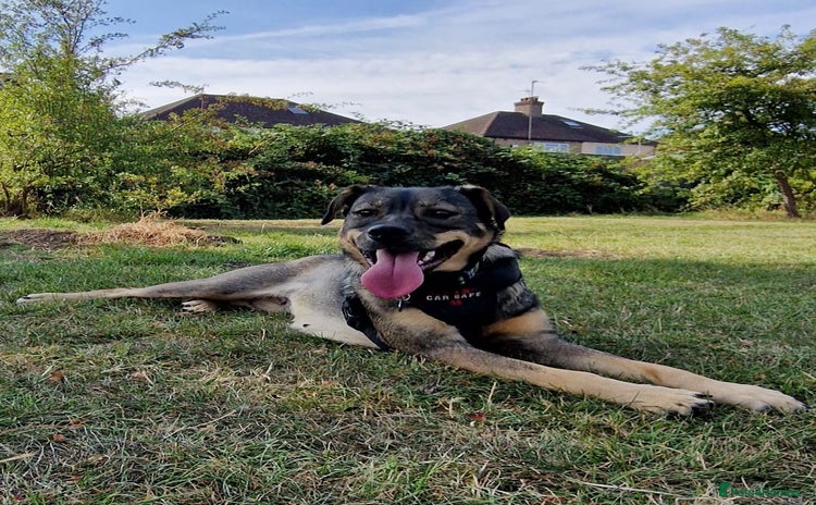 Mixed Breed dogs - Advert 15
