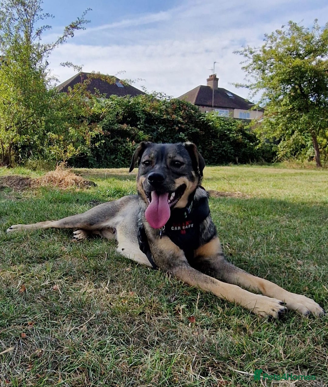 Mixed Breed dogs for adoption: Lovely Lorena  - Image 7
