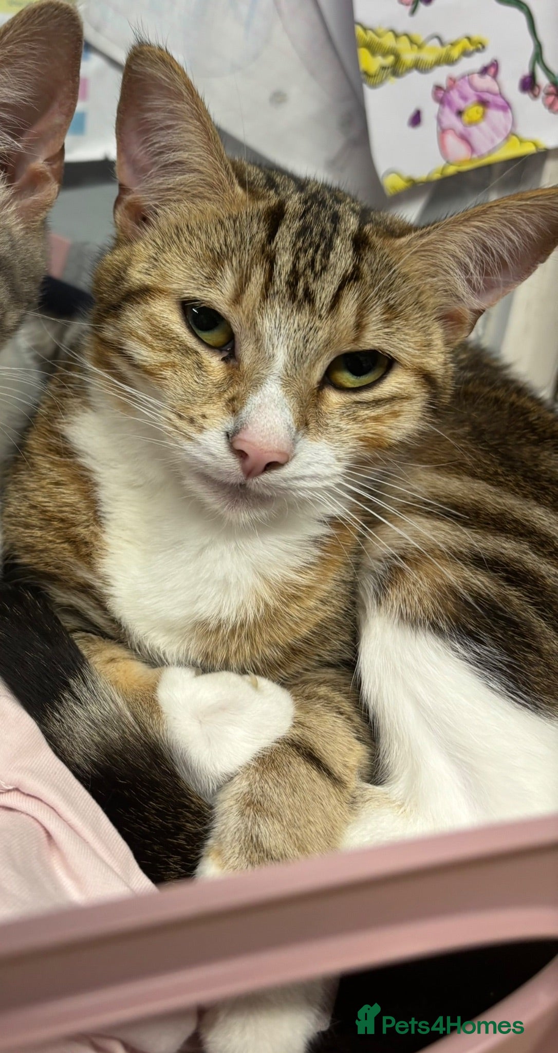 Mixed Breed cats Cute kittens for sale  - Advert 1