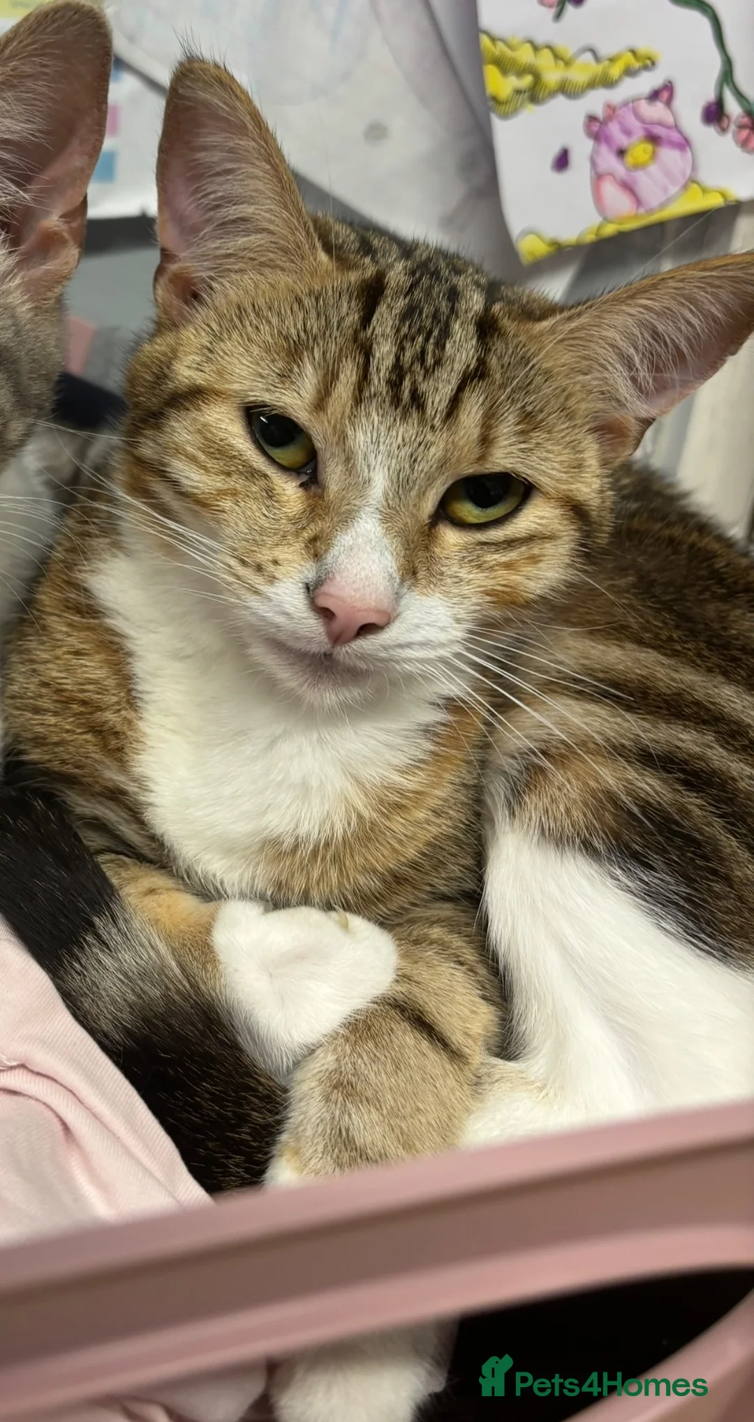 Mixed Breed cats for sale: Cute kittens for sale  in Canterbury - Advert 1