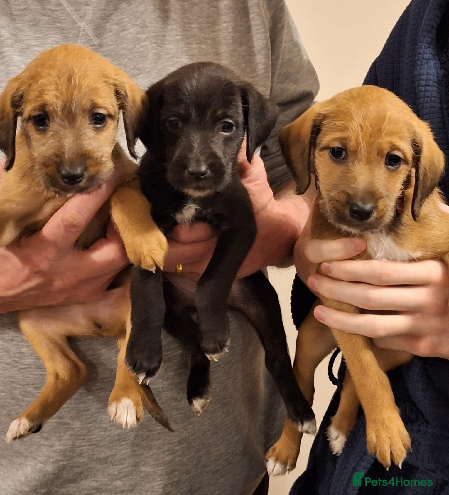 Mixed Breed dogs Bedlington x Italian greyhound pups available  - Advert 1