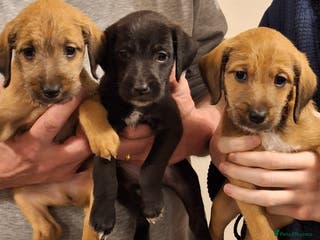 Mixed Breed dogs Bedlington x Italian greyhound pups available - Advert 1