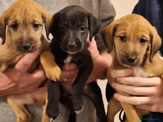 Mixed Breed dogs Bedlington x Italian greyhound pups available - Advert 11