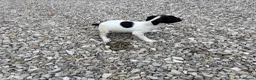 Jack Russell dogs for sale: Jack Russell  in Barnsley - Advert 7