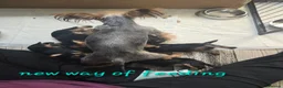 Yorkshire Terrier dogs for sale: 5 cute cuddly puppies looking for new loving homes - Advert 4