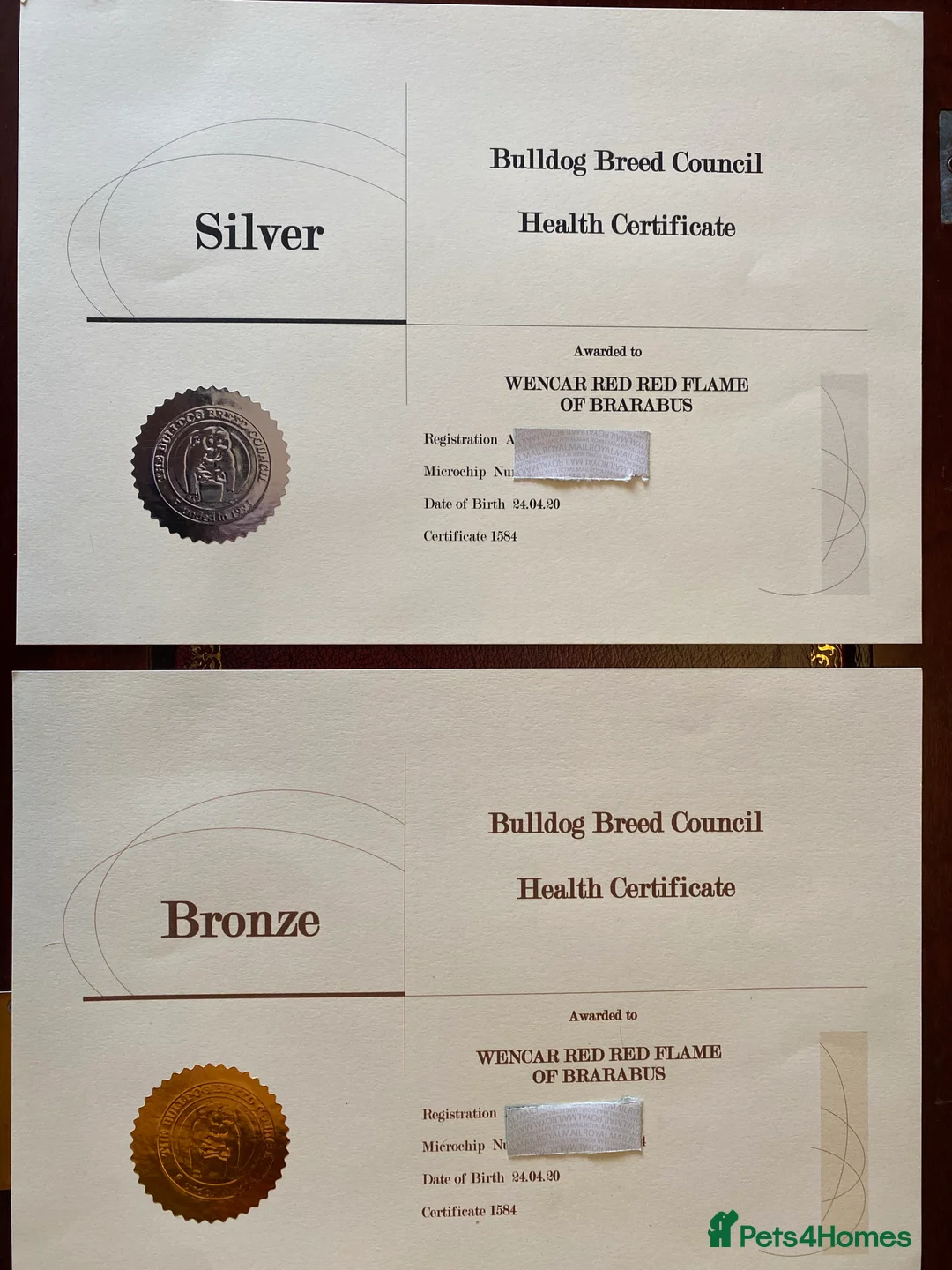 English Bulldog dogs for stud: Bulldog at Stud in Tipton - Advert 4