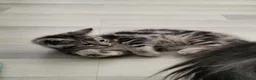 Maine Coon cats for sale: Litter of 5 Maine Coon X kittens - Advert 9