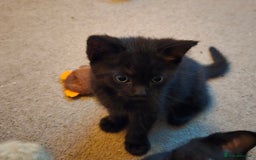 Mixed Breed cats for sale: Ragdoll X Kittens - Image 17