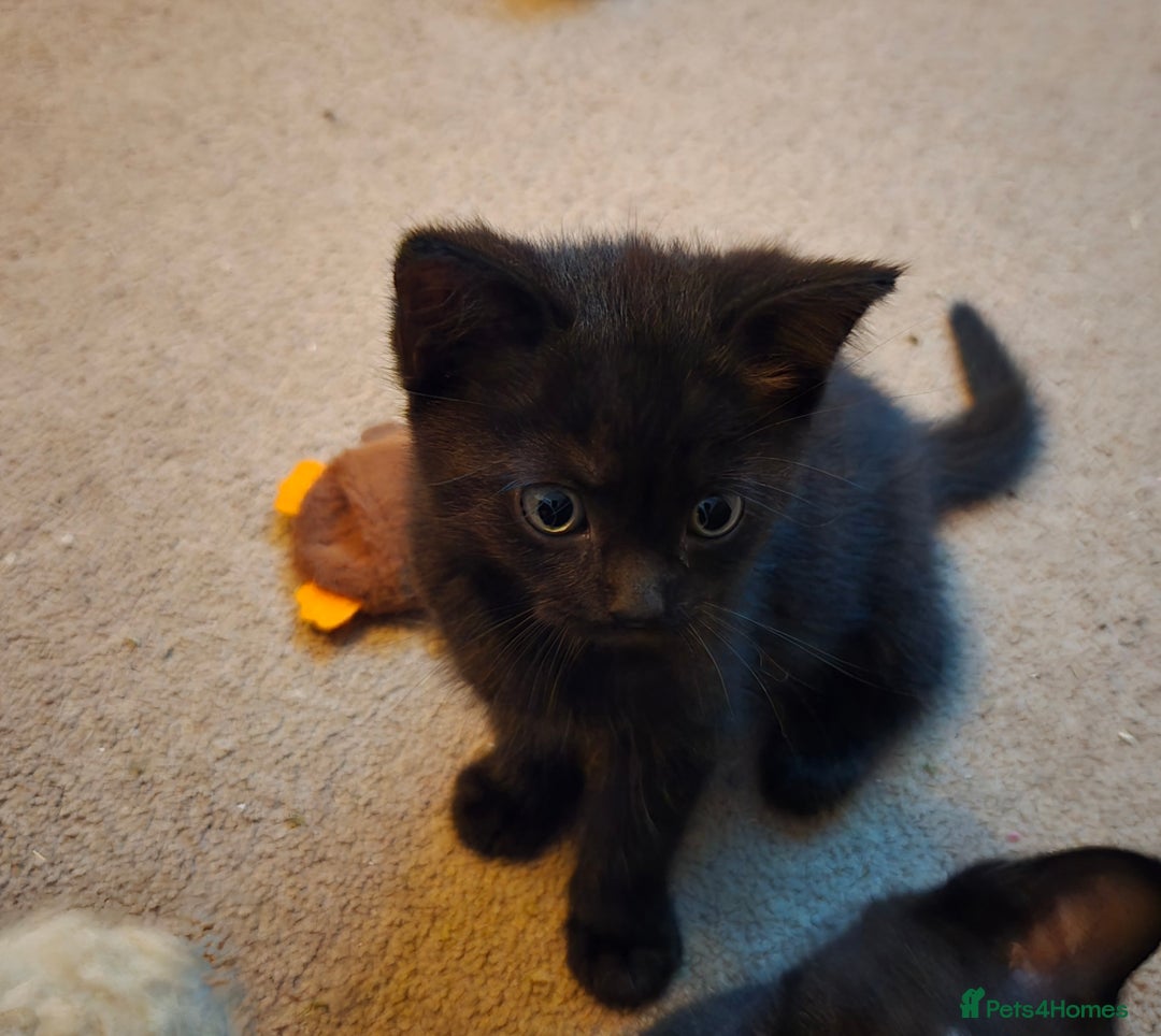 Mixed Breed cats for sale: Ragdoll X Kittens - Image 17