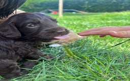 Cockapoo dogs for sale: Stunning F2 miniature cockapoo puppies  - Image 8