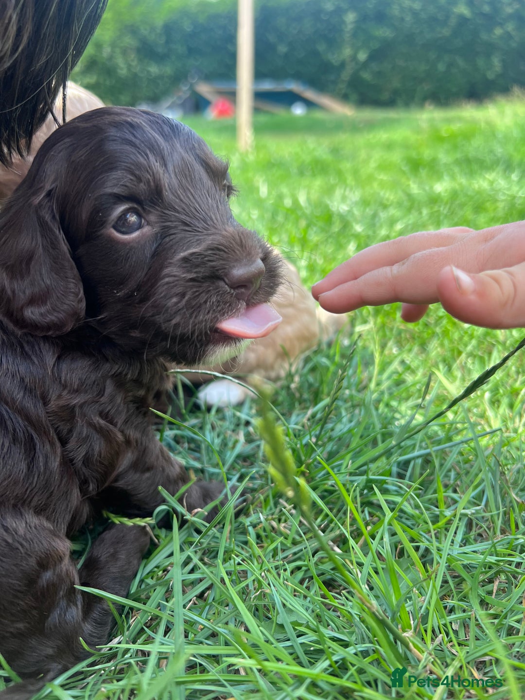 Cockapoo dogs for sale: Stunning F2 miniature cockapoo puppies  - Image 8