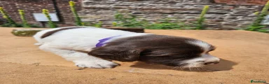 English Springer Spaniel 1