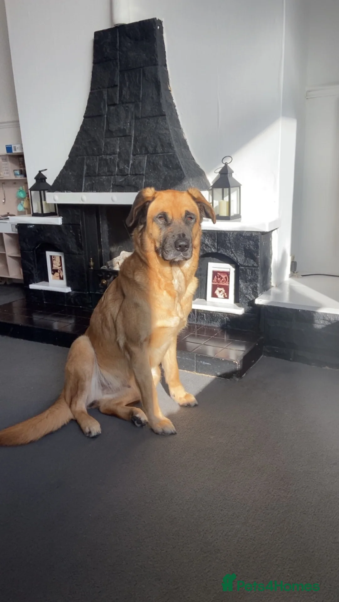 Mixed Breed dogs for sale: Mixed Breed - Advert 5