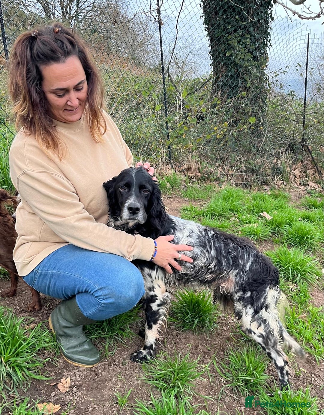 English Setter dogs for adoption: Jara   - Advert 4