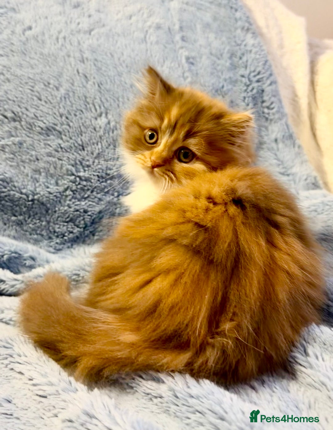 British Longhair cats for sale: British Longhair girls TICA registered  - Advert 20