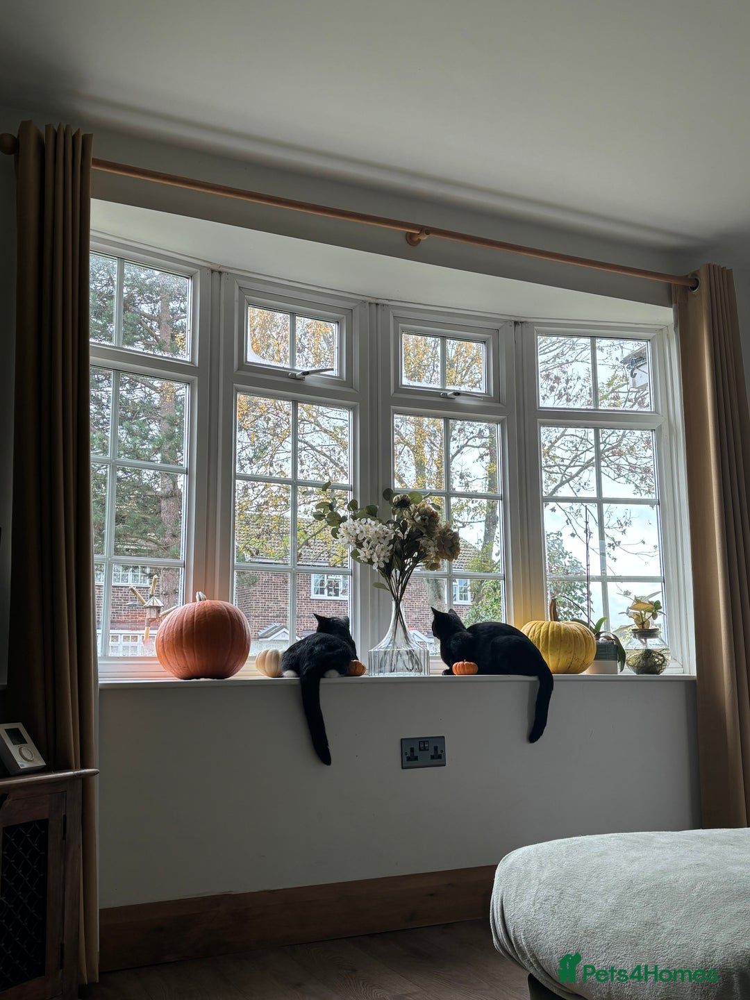 Mixed Breed cats for sale: Black and white kittens  - Advert 6