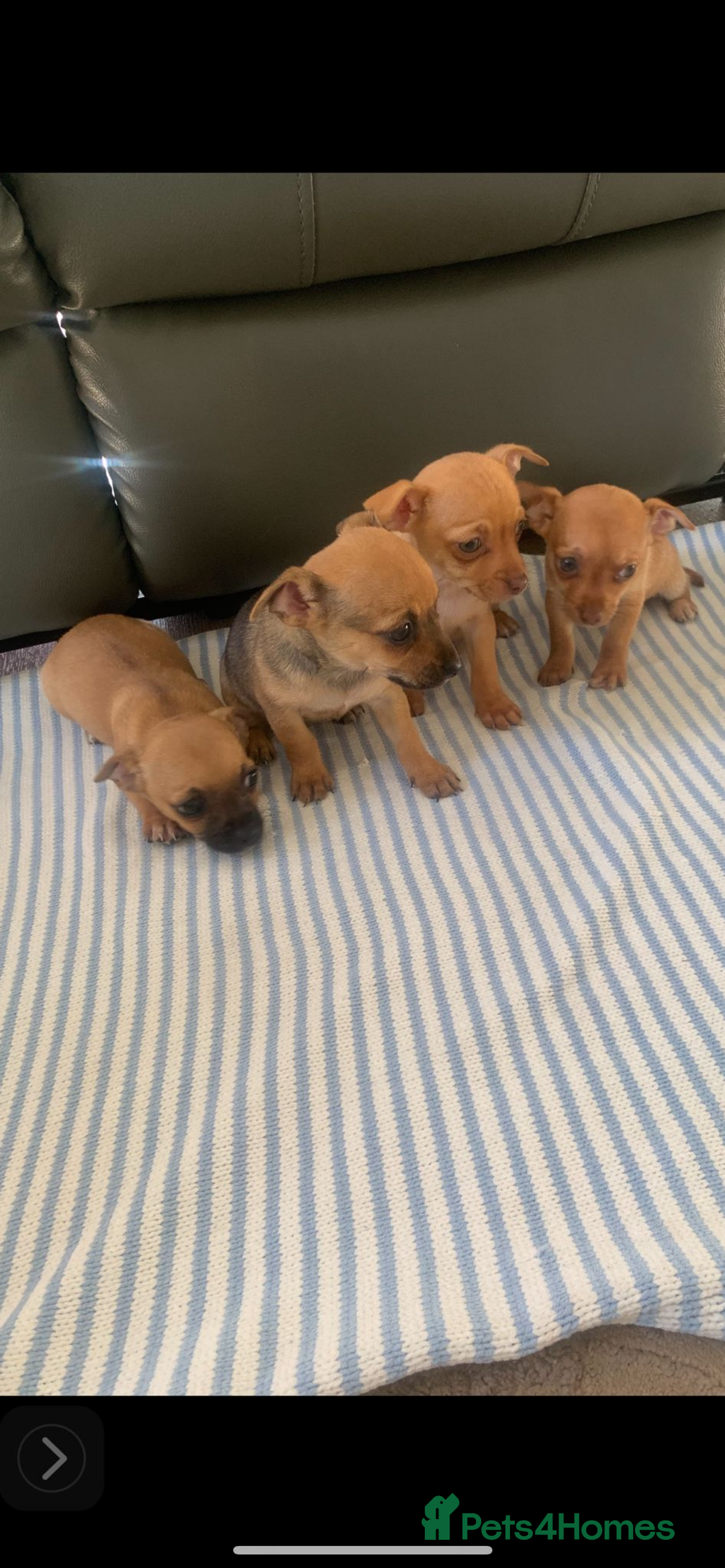 Mixed Breed dogs for sale: 8-Week-Old Puppies for Sale 3 Males, 1 Female - Image 5