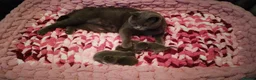 British Shorthair cats for sale: BRITISH SHORTHAIR KITTENS - Advert 5