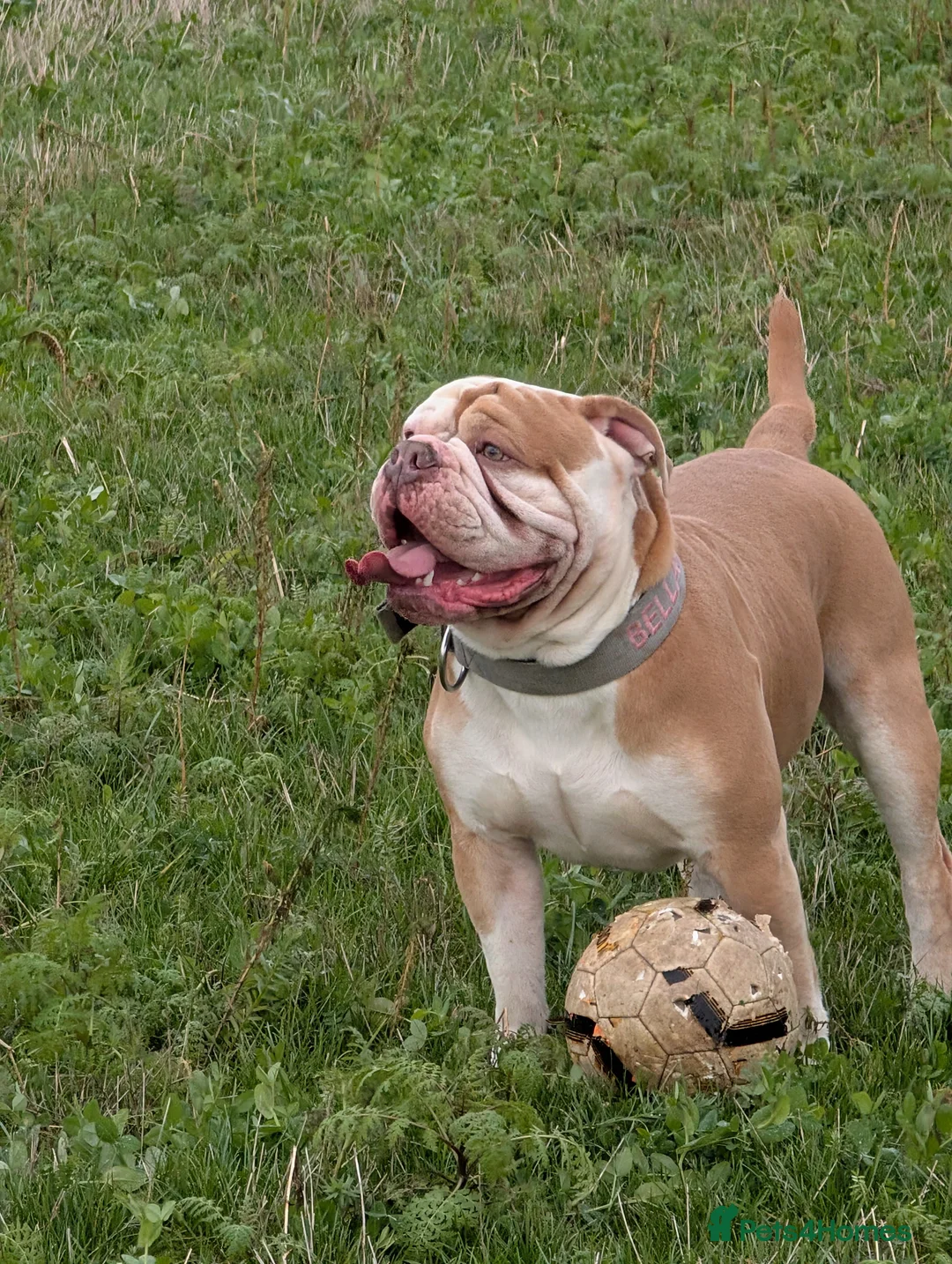Olde English Bulldogge dogs for stud: My stunning boy aka stitch !! - Advert 1