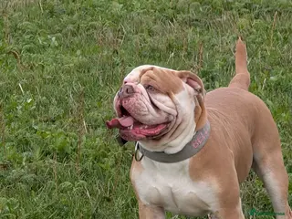 Olde English Bulldogge dogs My stunning boy aka stitch !! - Advert 18