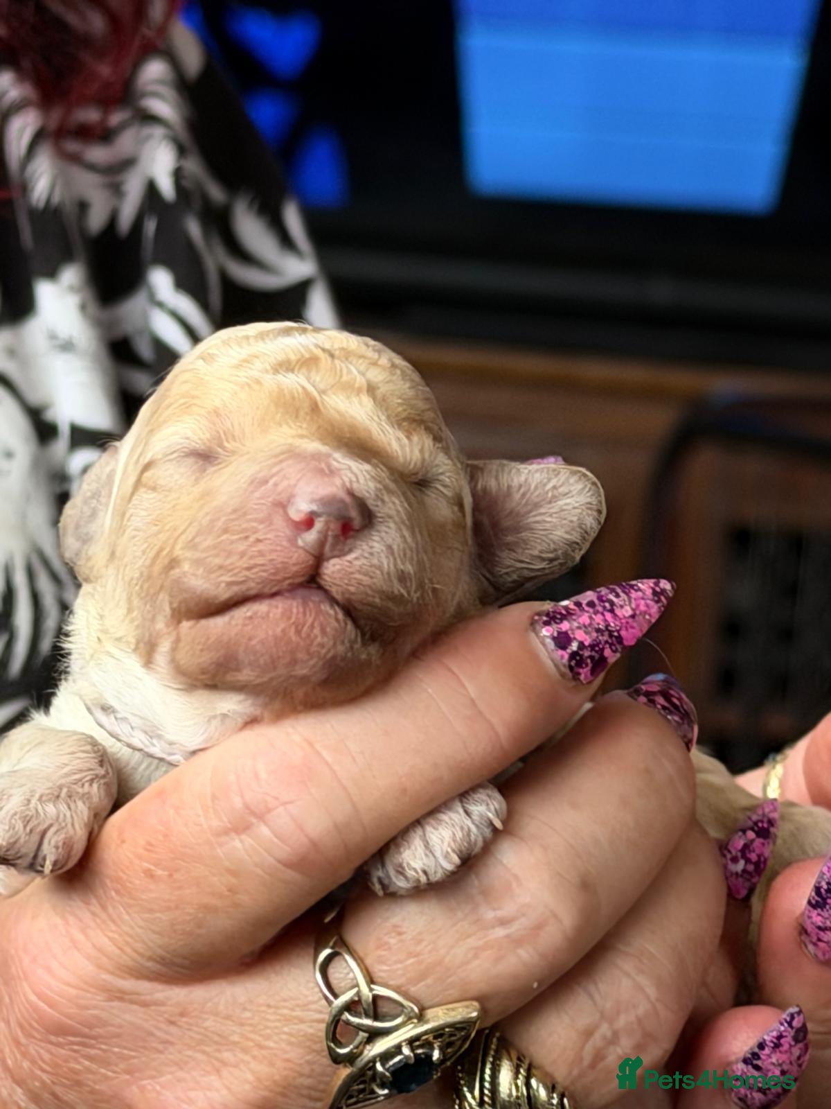 Mixed Breed dogs Adorable Toy Poodle x Miniature Puppies - Advert 17