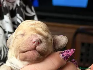 Mixed Breed dogs Adorable Toy Poodle x Miniature Puppies - Advert 17