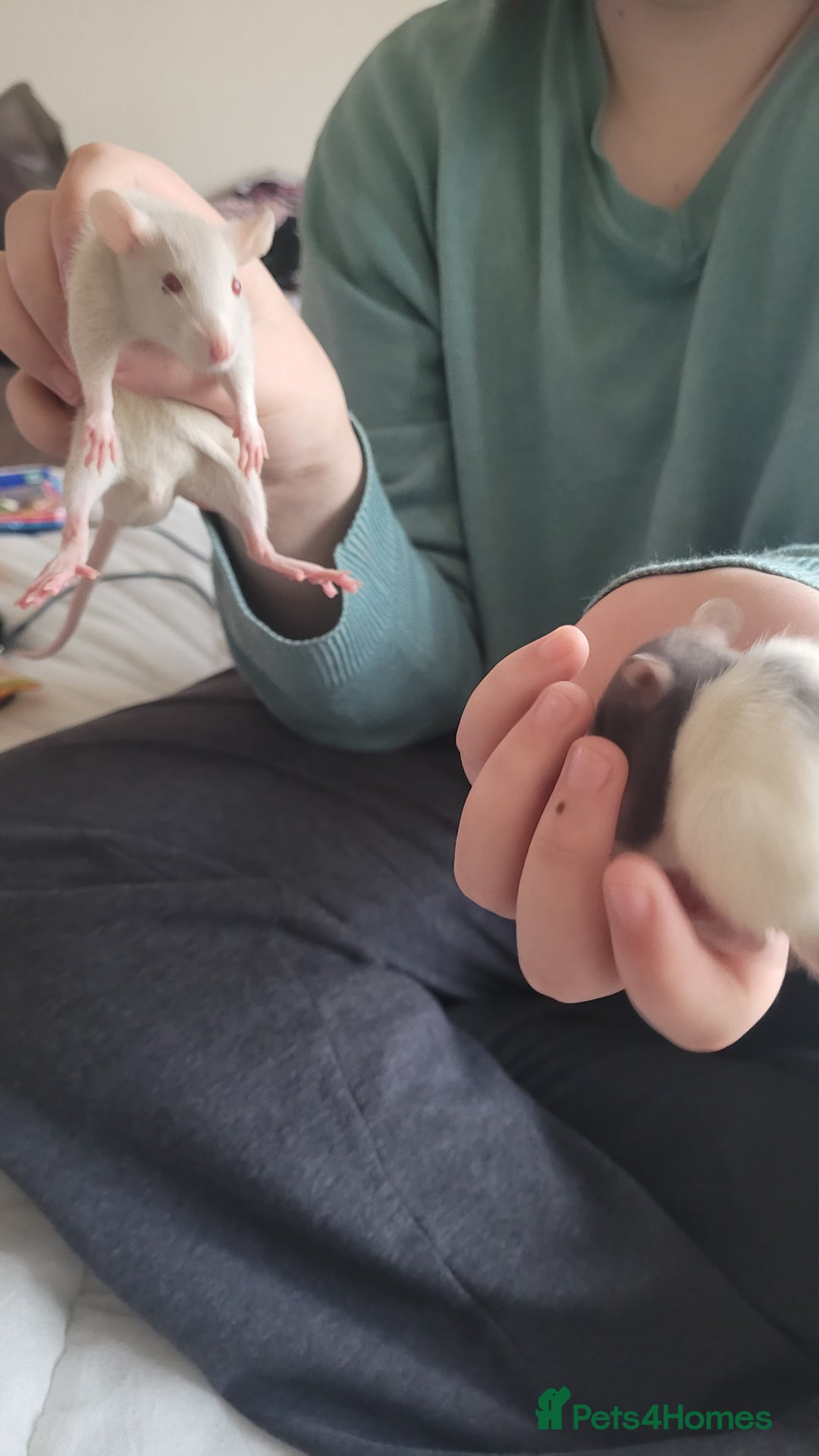 Rat rodents for sale: Male and female rats ❤️💙 - Image 6