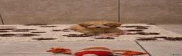 Poochon dogs for sale: F1 Poochon puppies 🥰 - Advert 5