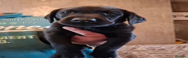 Labrador Retriever 4