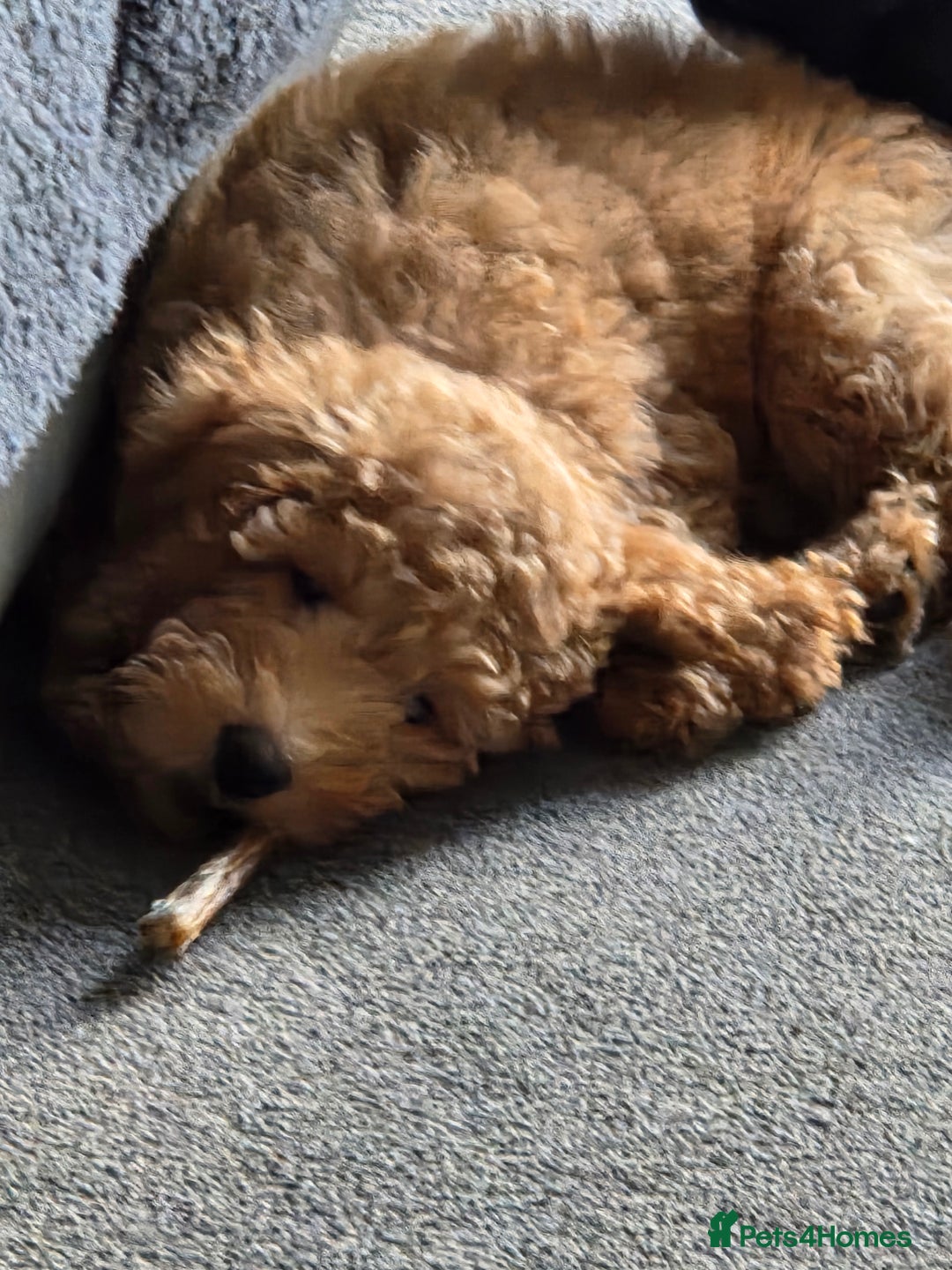 Labradoodle dogs for sale: Labradoodle Bitch 12 wks old fully vaccinated  - Advert 7