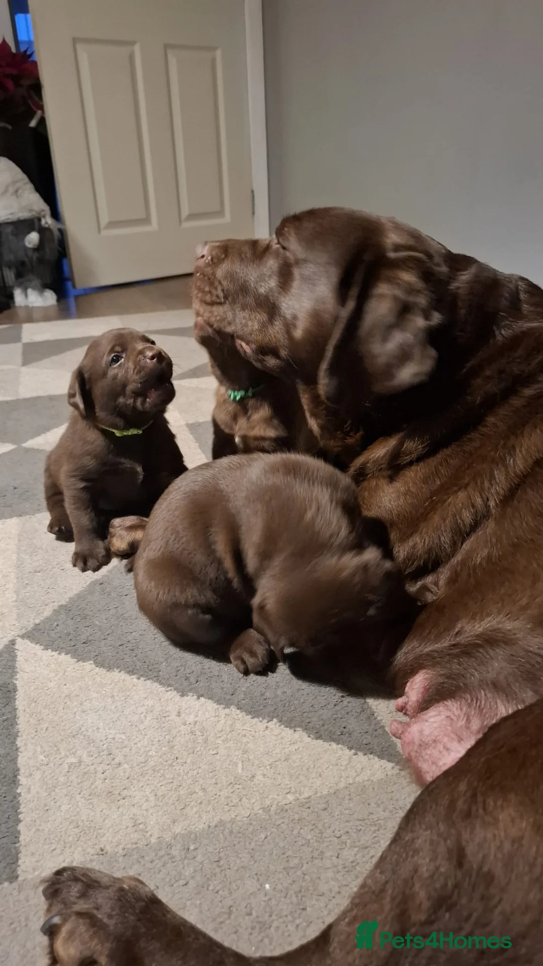 Labrador Retriever dogs for sale: Chocolate Labrador Retriever Puppies-Family Raised - Advert 18