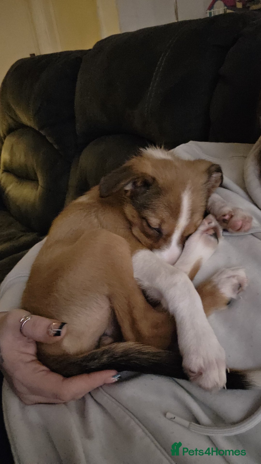 Mixed Breed dogs for sale: Beautiful collie x kelpie girl  - Advert 4