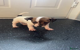Jack Russell dogs for sale: Jack Russell  - Image 10