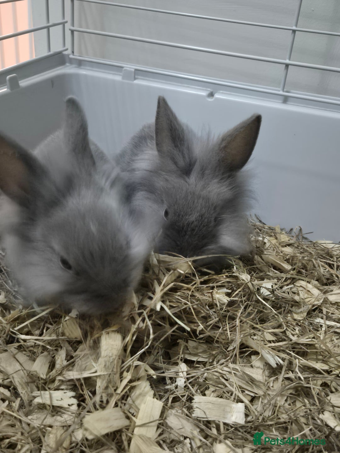 Lionhead rabbits for sale: Lionhead x angora rabbits  - Advert 3