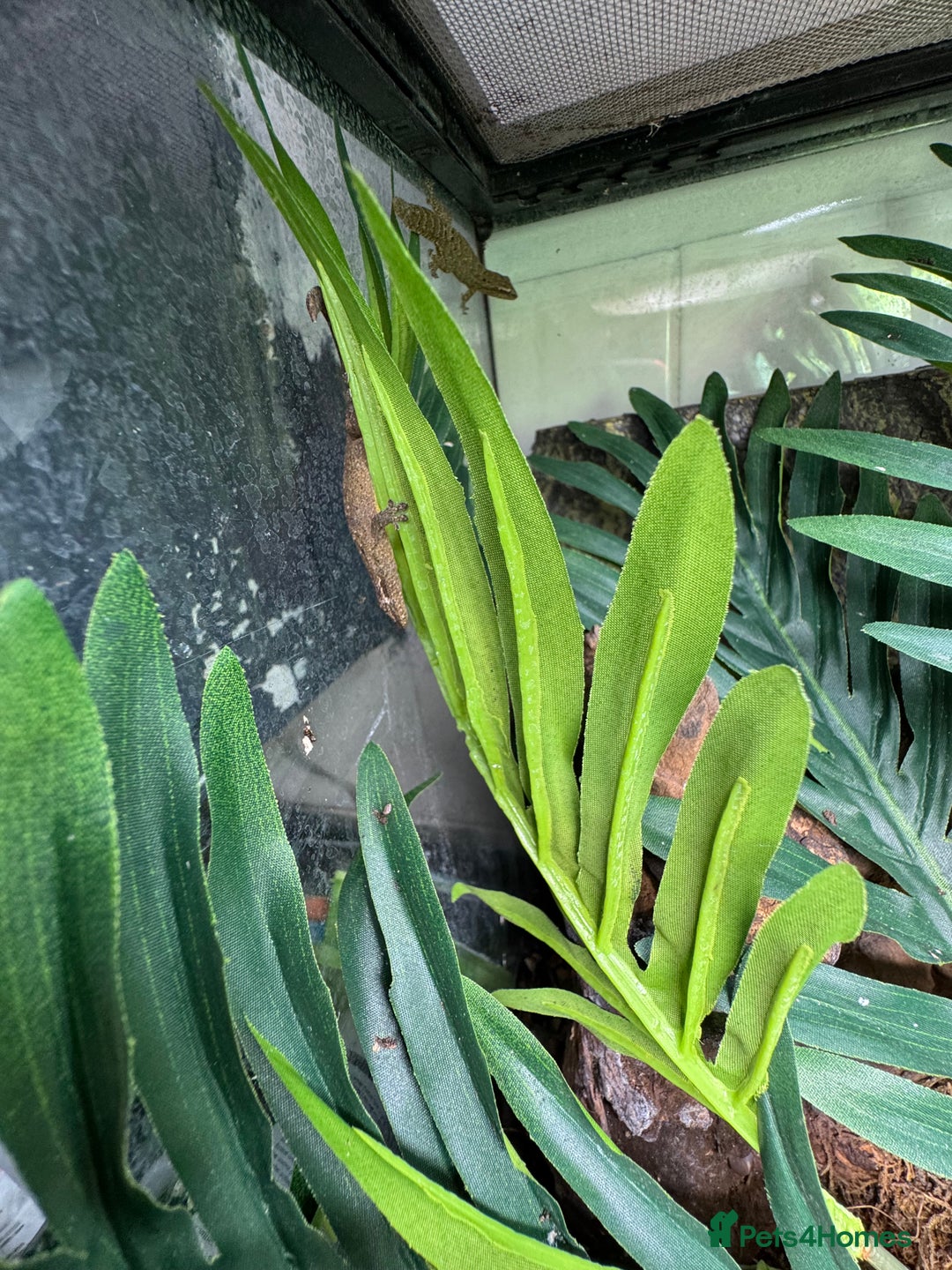 Gecko reptiles for sale: Full mourning gecko enclosure  - Image 7