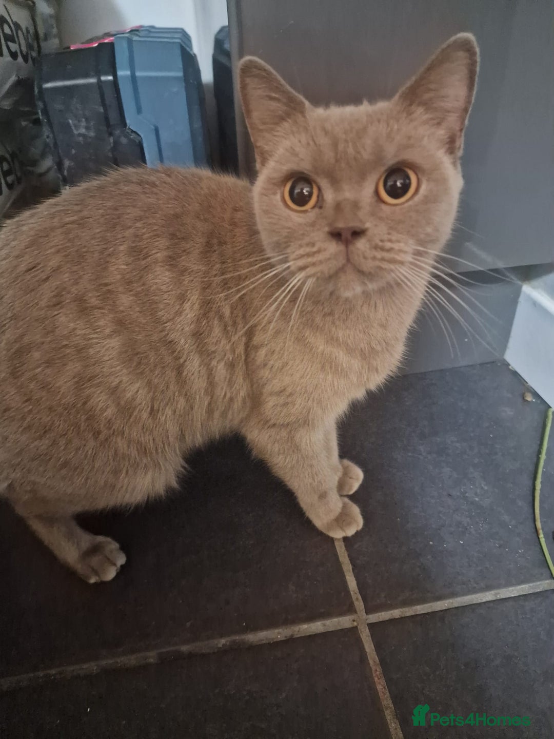 British Shorthair cats for sale: Pure British Short Hair cutties - Image 16