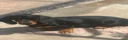 Dachshund dogs for sale: Looking for homes still available  - Advert 6