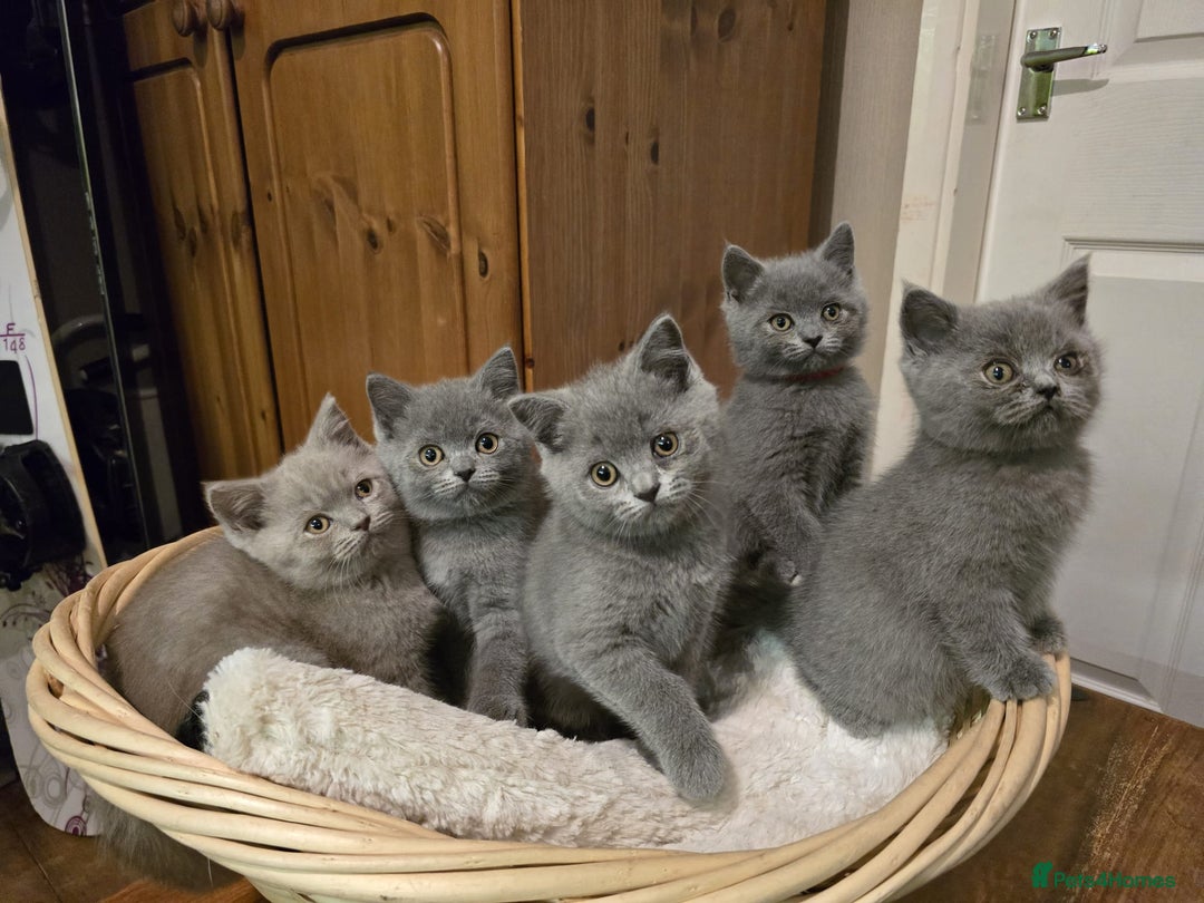 Scottish Fold cats for sale: Scottish fold /straight  - Advert 3