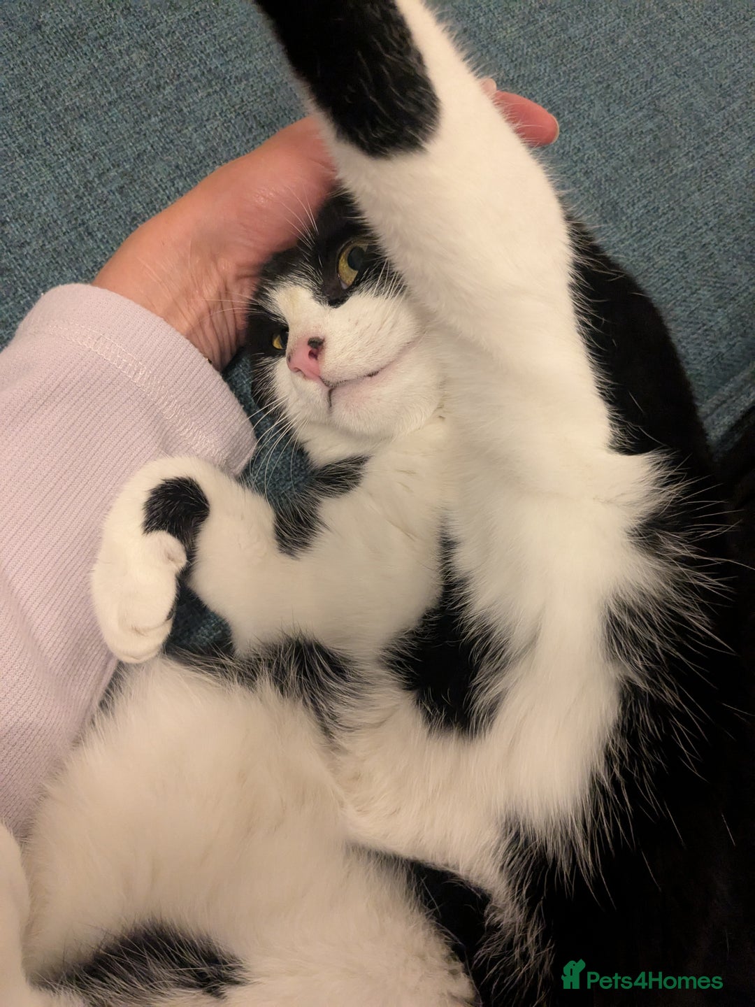 Mixed Breed cats for sale: Black and white female cat looking for a new home - Image 3