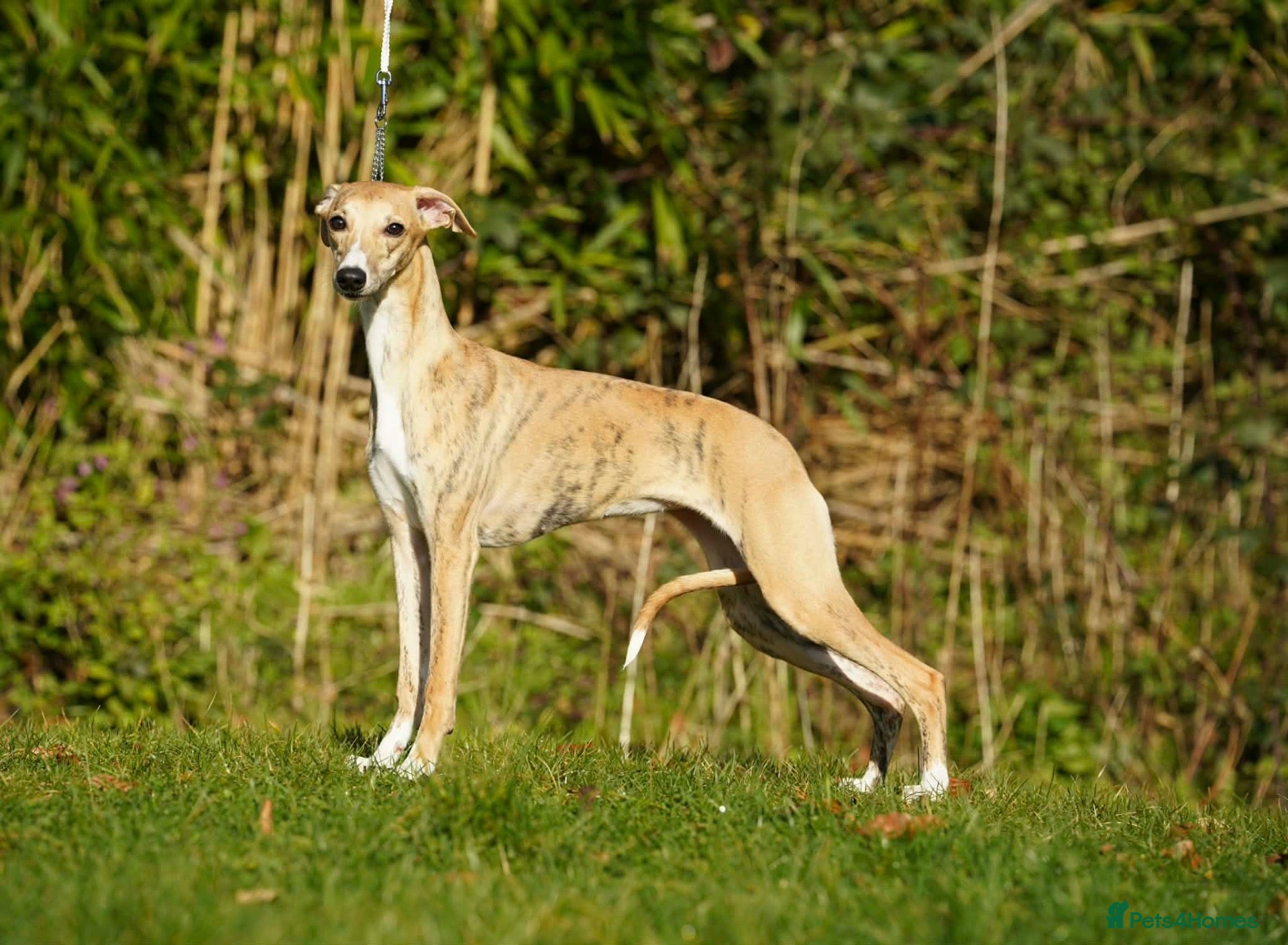 Whippet dogs 16 month old, Show whippet. Female - Advert 8