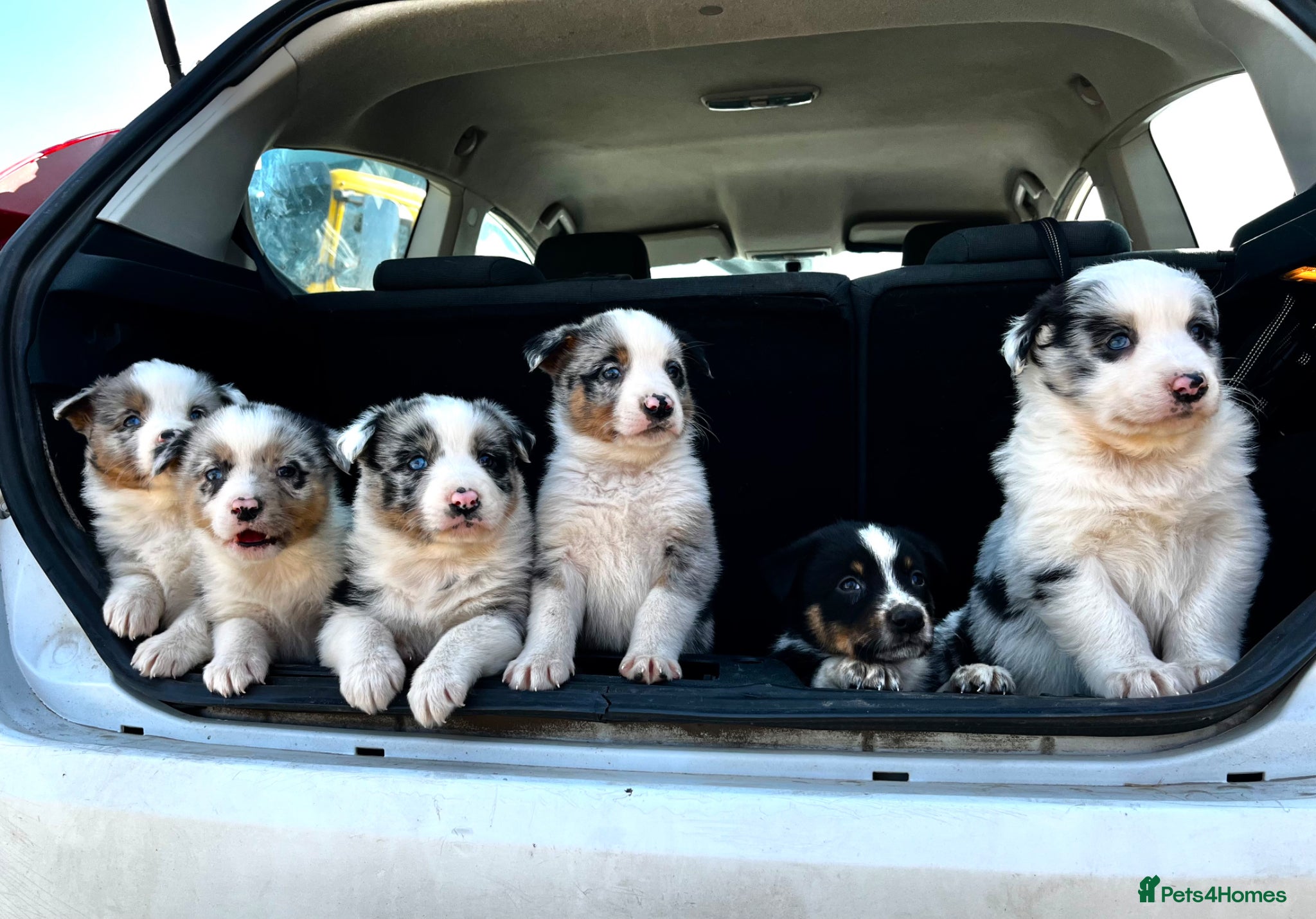 Border Collie dogs Beautiful blue merle girl  - Advert 3