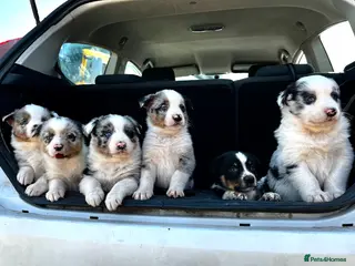 Border Collie dogs Beautiful blue merle girl - Advert 1