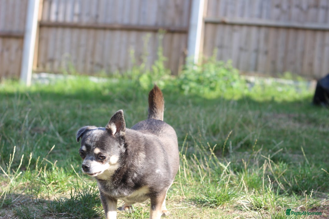 Chihuahua dogs for sale: Chihuahua - Adult - Image 2