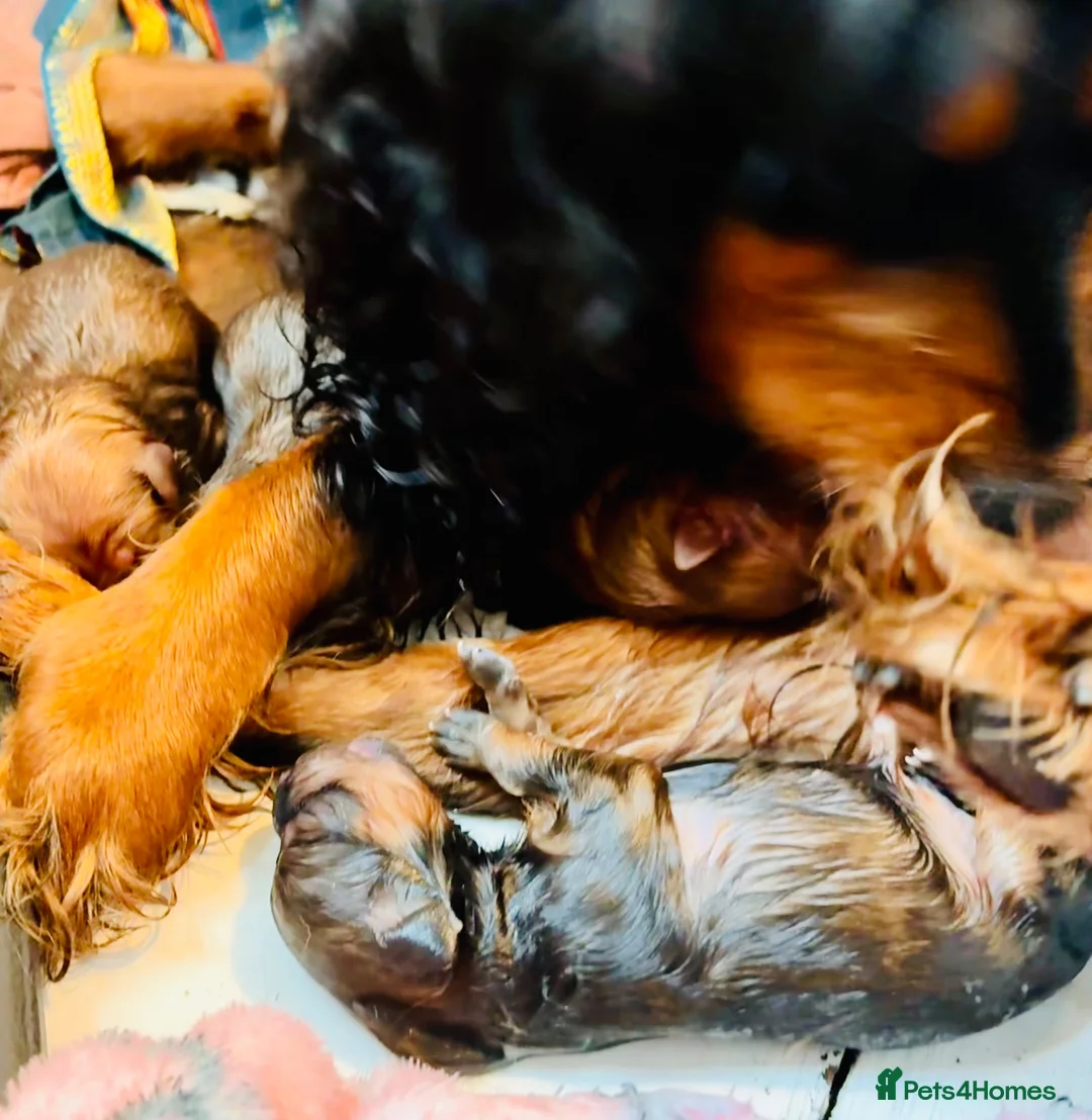 Mixed Breed dogs for sale: Cocker-Pomeranian  - Advert 2